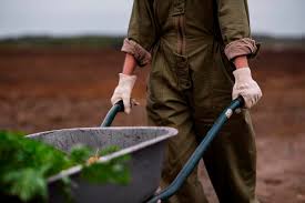 Более 20 тысяч кировчан получают пенсию в повышенном размере за работу в сельском хозяйстве.